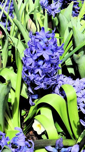 Blue Flowers, Canberra, ACT.
